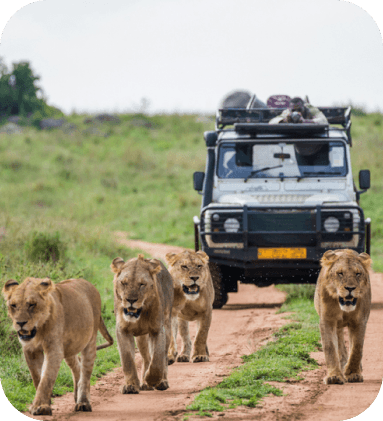 Kenya Safari Tour