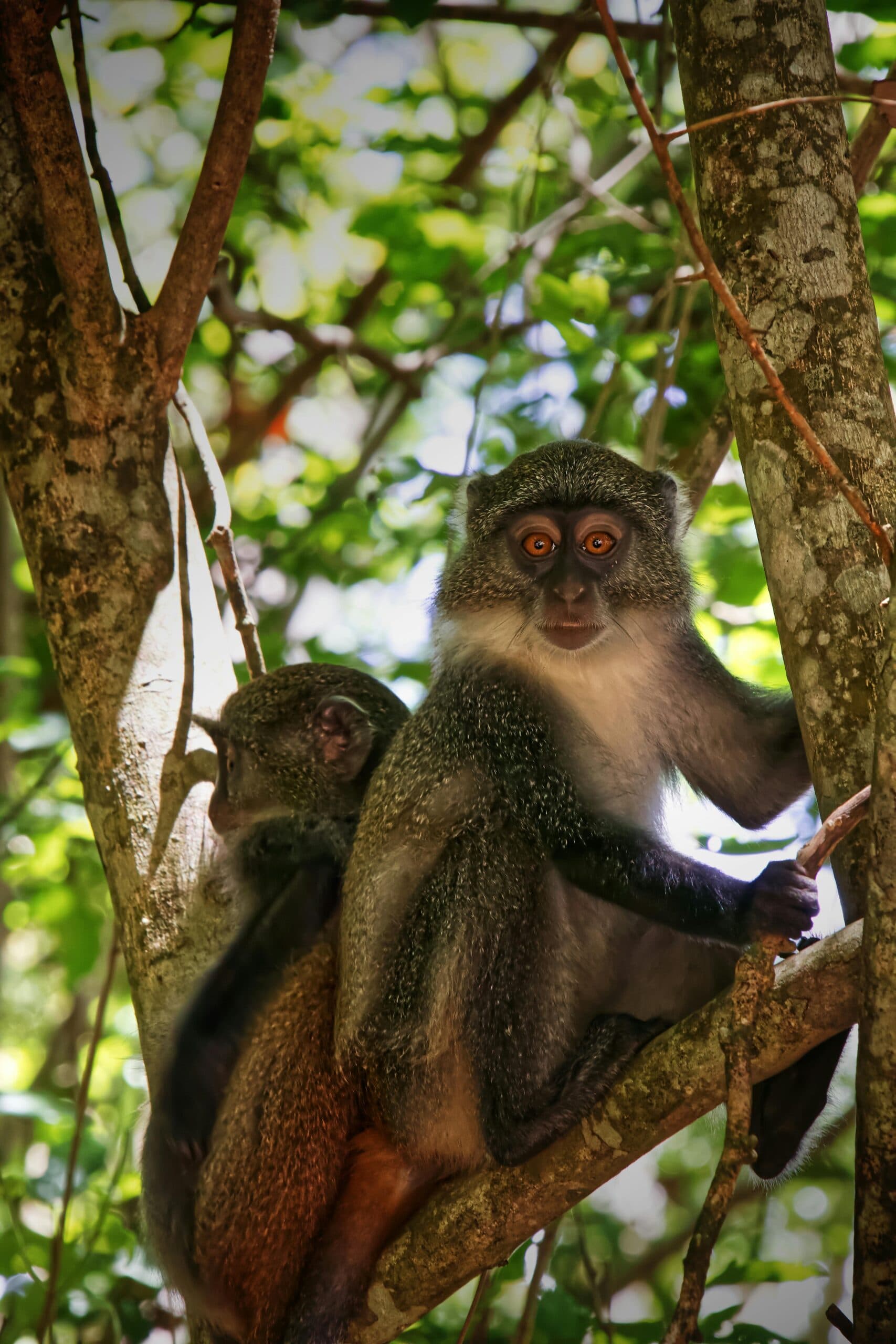 The Volta Nature Experience